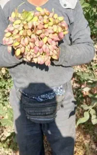 کارگرپسته چین وآماده  ب  نگهبانی باغ پسته شب هستیم