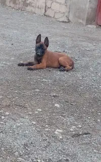 سگ مالینیوز اصل ماده