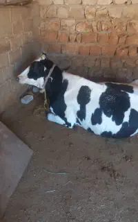 تلیسه