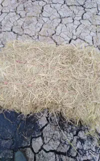 کاه و کلش500