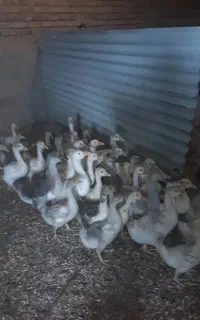 فروش جوجه قوغاز
