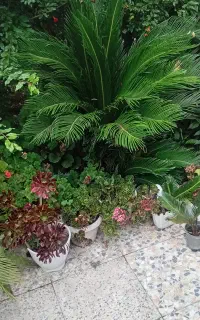 گیاه تزیینی سیکاس