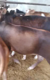 گوساله ماده چاق
