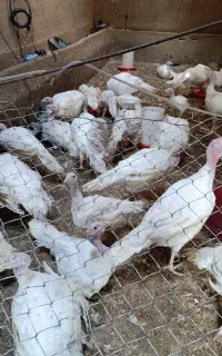 فروش جوجه بوقلمون بیوتی۶ گوشتی