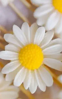 شمع گل بابونه