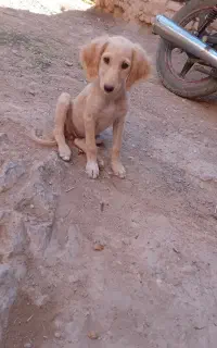 توله تازی
