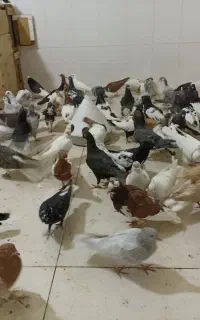 100عدد حیوون رنگه
