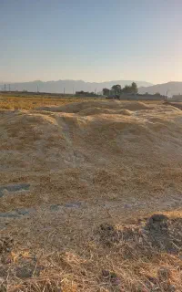 کاه جو