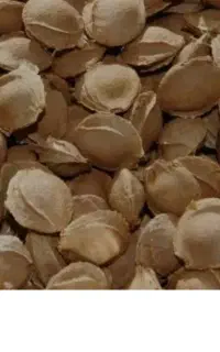 هسته زردالو فروشی