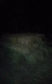 علوفه دام یونجه پرسی