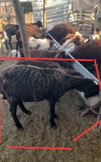 گوسفند برای قربانی