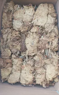 برگ زرد