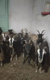 بز بومی