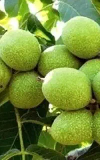 گردو پوست کنی
