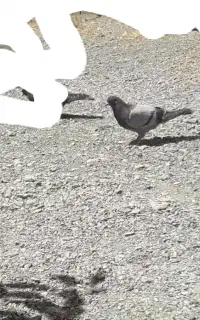 کبوتر جوجه باخت دادم