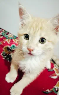 بچه گربه گمشده