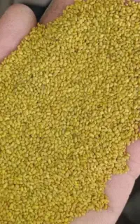 تخم،بذر یونجه سیاه مشهوربه قره یونجه بوجاری شده