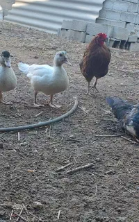 تعداد ۱۰ عدداردک اسرائیلی نیمچه