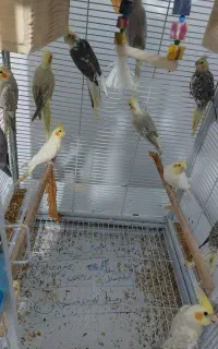 جوجه عروس هلندی