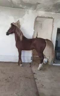 کره اسب عرب