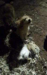 سگ پاکوتا دوعدد