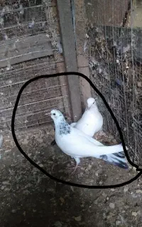 جوجه کبوتر پرشی
