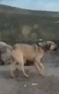 سگ نگهبان