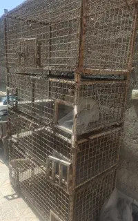 قفس کبوتر