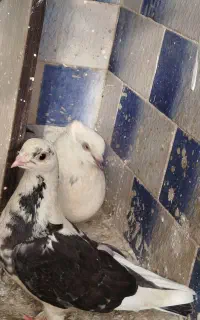 کبوتر کاکل