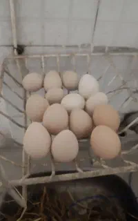 تخم مرغ شاخدار روسی همه بشرط نطفه نژاد عالی