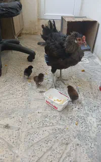 جا آب وجا دانه هر عدد ۲۵۰ بفروش میرسد