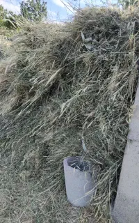 علف باغی درروستای خانقاه