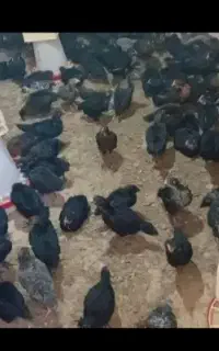 نیمچه گلپایگانی مشکی اصلاح نژاد شده