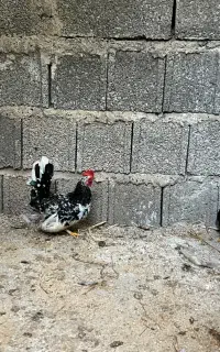مرغ و خروس جاپنیز