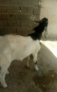 پارچن وبز