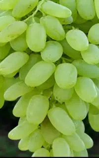 فروش انگور عسگری درشت وآبدار