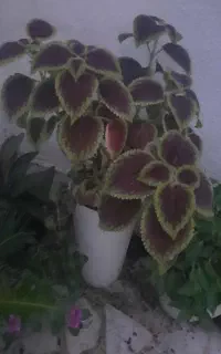 گلهای زیبا