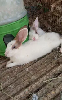 یک جفت خرگوش و یک عدد کفتر نر