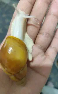 حلزون آچاتینا 4عدد 5سانتی 200 مناسب حلزون تراپی