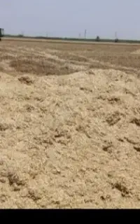 سلام کاه جو
