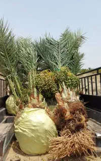 نخیلات