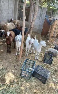 گوسفند میش بز
