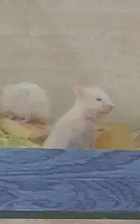 همستر