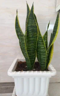 گل های آپارتمانی