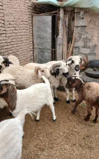 گوسفند  پرواری  برای  قربونی