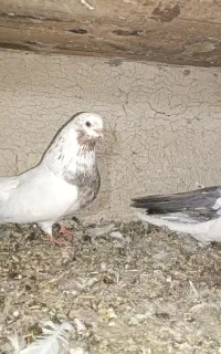 کبوتر  کله ای