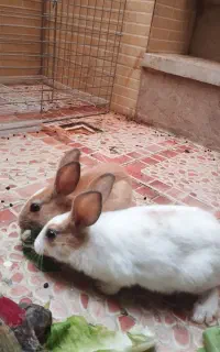 خرگوش