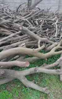 چوب مرکبات خشک