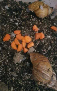 حلزون اسکارگو