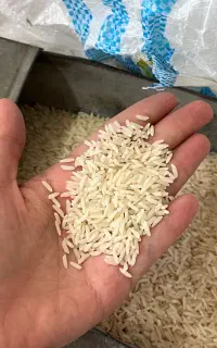 برنج طارم هاشمی درجه ۱